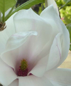 Joyce Ardis - Energy Medicine Joyce Ardis - Energy Medicine